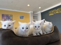 KEDİCİDEN MÜKEMMEL IRK YAVRU KEDİLERİMİZ ANKARA