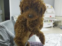 Toy poodle 3 aylık köpeğimiz