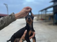 Kaliteli Doberman Yavruları