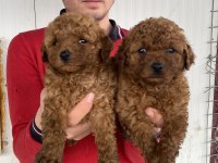 Üst Kalite Orjinal Toy Poodle Yavruları
