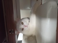 British shorthair 3 yaşında
