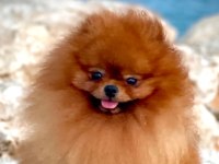 Orjinal gülen surat 3 aylık pomeranian erkek