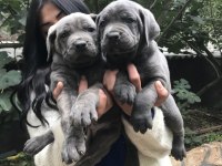 Blue dev gibi cane Corso yavrularımız