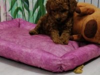 15 Haziran Doğumlu Dişi Toy Poodle