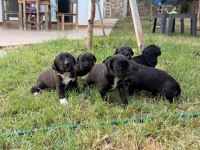 CANE CORSO 45 GÜNLÜK YAVRULAR MÜKEMMEL GENETİK