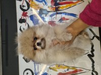 Pomeranian Dişi Tea Cup