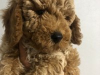 Poodle yavrumuz yeni yuvasını bekliyor