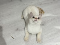 Minik patili british shorthair dostuma yuva