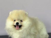 Orange Pomeranian Boo Gülen Yüz