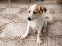 Jack Russell Rus Finosu Melezi