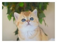 Muhteşem Golden British Shorthair Yavruları