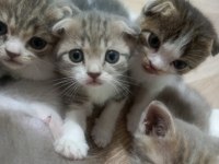 Scottish fold yavrularımız