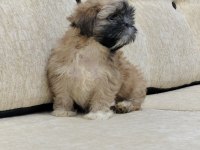 Safkan Sıfır Numara Erkek Shih Tzu