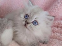 3 Yeni British Longhair Bebekler