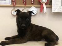Safkan Irk Garantili Malinoisler