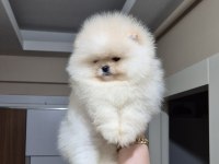 ÜST KALİTE AYICIK YÜZ POMERANİAN BOO ERKEK