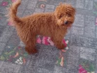 Poodle oğlumuza sıcak bir yuva arıyoruz