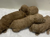 Apricot renk dişi erkek tam toy poodle yavrular