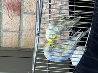 4 aylık üst düzey rainbow takım muhabbet kuşu