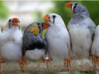 Zebra finch (hint bülbülü)