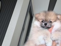 Pomeryan boo köpeğimiz