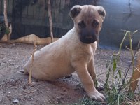 Kangal yavruları