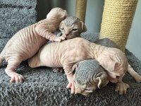 2 Dişi 2 Erkek Levkoy Sphynx Yavruları Yuvasını Arıyor