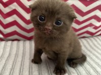Scottish fold erkek yavru yeni yuvasını arıyor