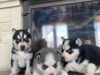 Husky bebekler dişi ve erkek