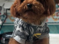 Irk Garantili Toy Poodle bebekler
