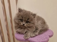 BRITISH LONGHAIR SEVİMLİ YAVRULARIM