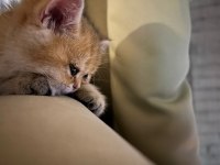 Golden Tombiş British Shorthair