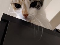 Minik kedimiz yeni yuva arıyor