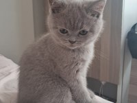 2 Aylık british shorthair bebekler