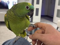 KONUŞAN GÜLEN BLUE FRONT AMAZON PAPAĞANI