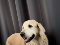 Dört yaşında Full Eğitimli golden retriever