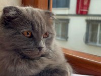 1 yaşında gayet sağlıklı aşıları tam scottish fold