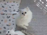 BRİTİSH LONGHAİR LYNX POİNT YAVRULAR