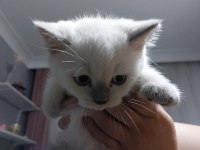 Erkek british shorthair yavrularımız sıcak yuvalarını arıyor