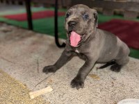 A kalite cone corso blue 2 aylık
