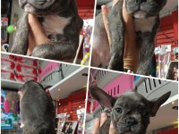 2 Blue Brindle dişi 1 Blue Merle Erkek French Bulldog