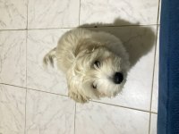 Maltipoo Köpeğimizi Sahiplendirme