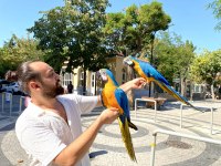 Sarı Lacivert Eğitimli Konuşan Evcil Macaw Papağanı
