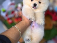 Pomeranian şecereli teacup
