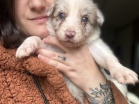 Border Collie Yavrularımız eğitim merkezimizden