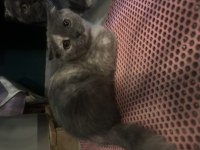 3 aylık british shorthair yavrular