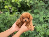 Orjinal Teacüp Toy Poodle Yavrumuz