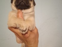 Pug mops yavrularımız