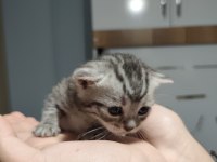 SAFKAN BİRİTİSH ERKEK