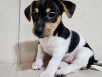 2 AYLIK ORJİNAL SAFKAN JACK RUSSELL YAVRULAR